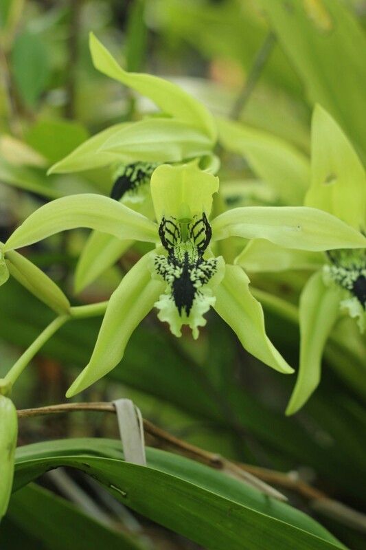 Anggrek Hitam (Coelogyne pandurata)