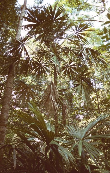 Pohon Bendang