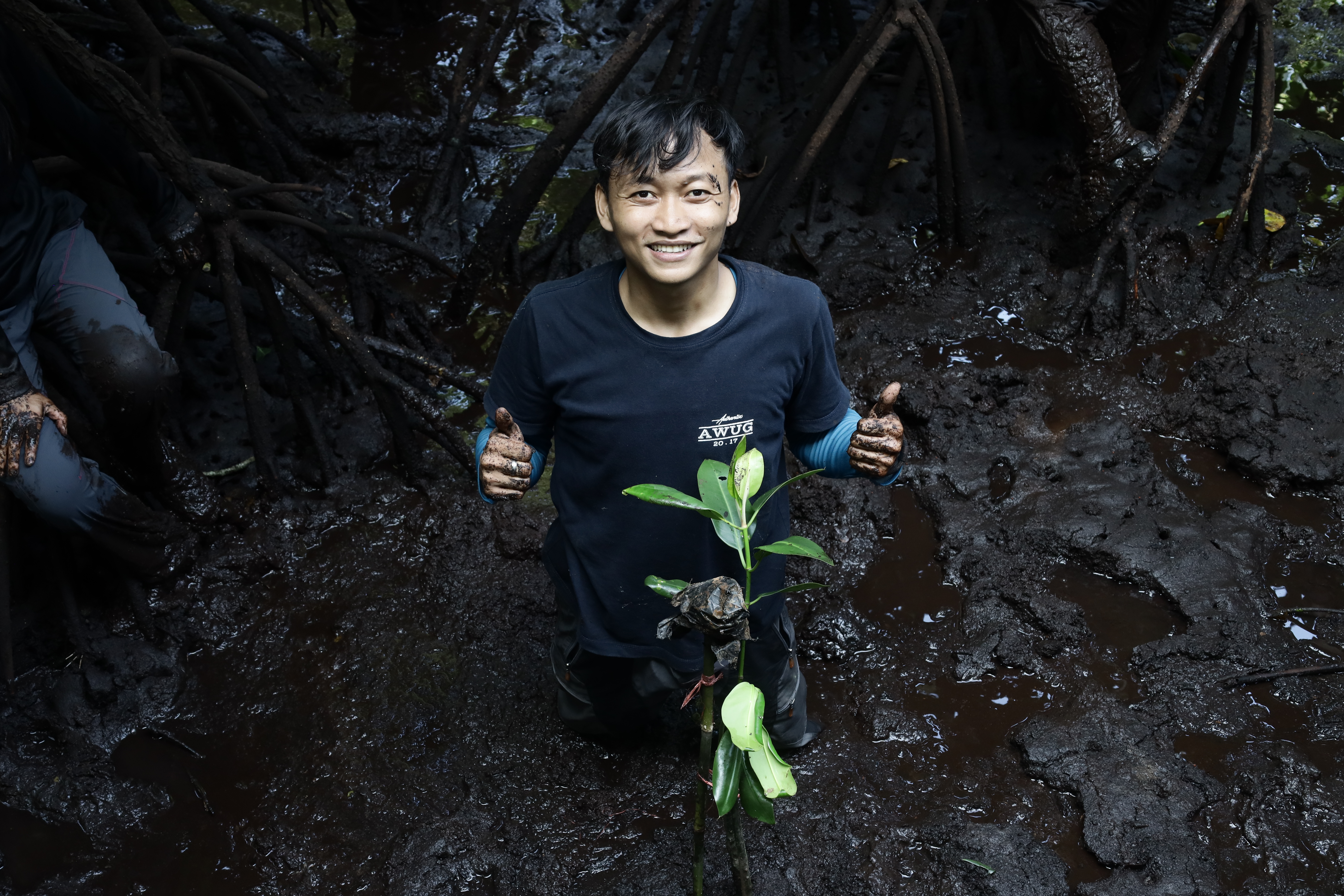 Mangrove