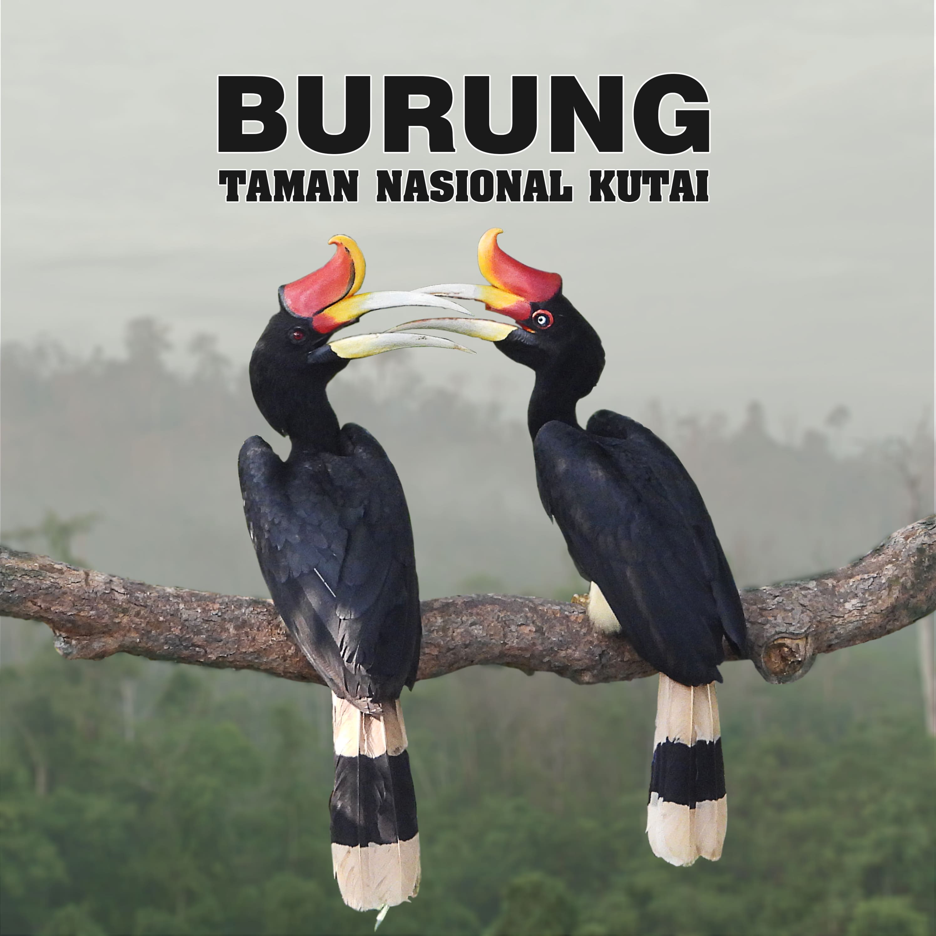 Burung Taman Nasional Kutai