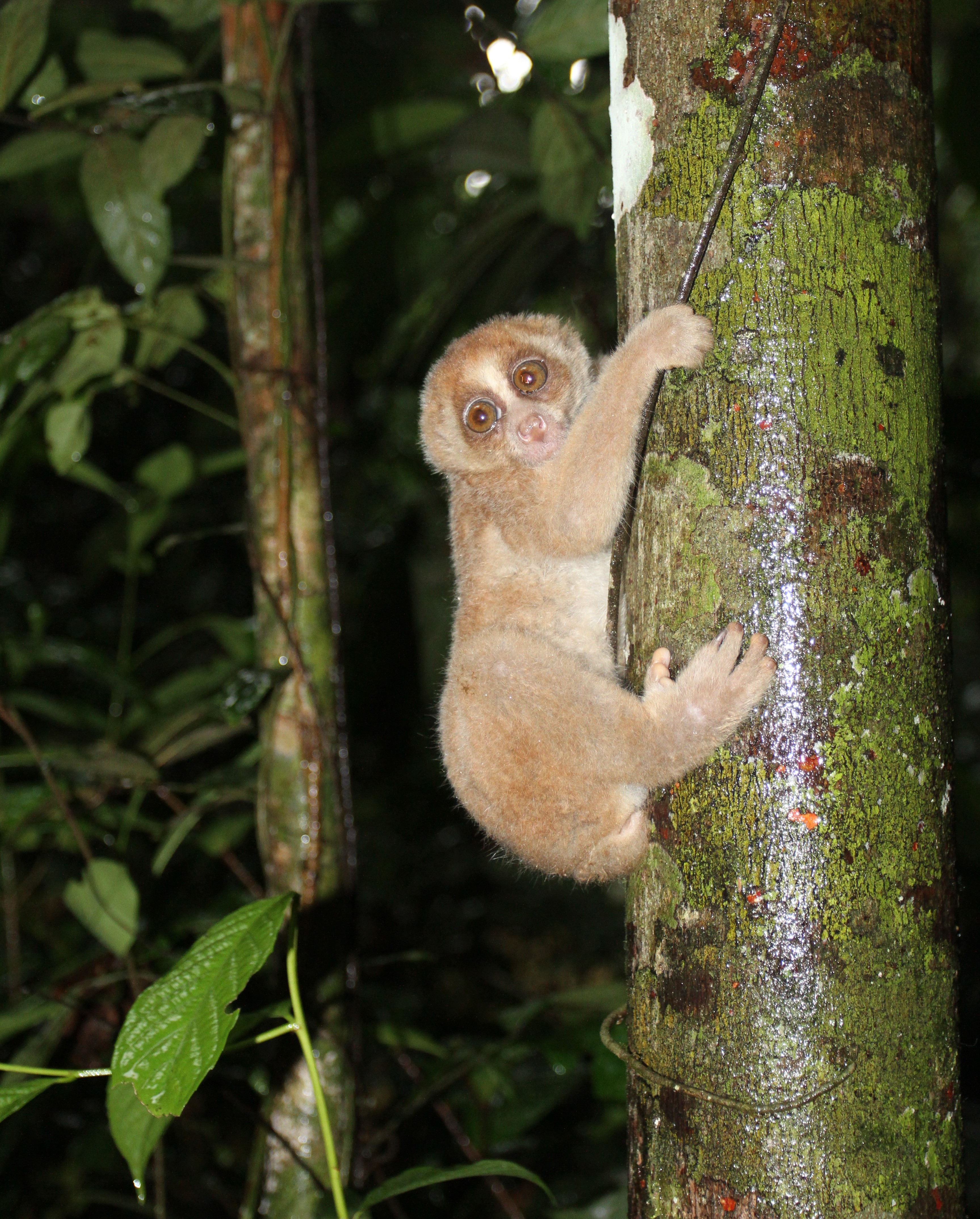 Kukang filipina (Nycticebus menagensis)