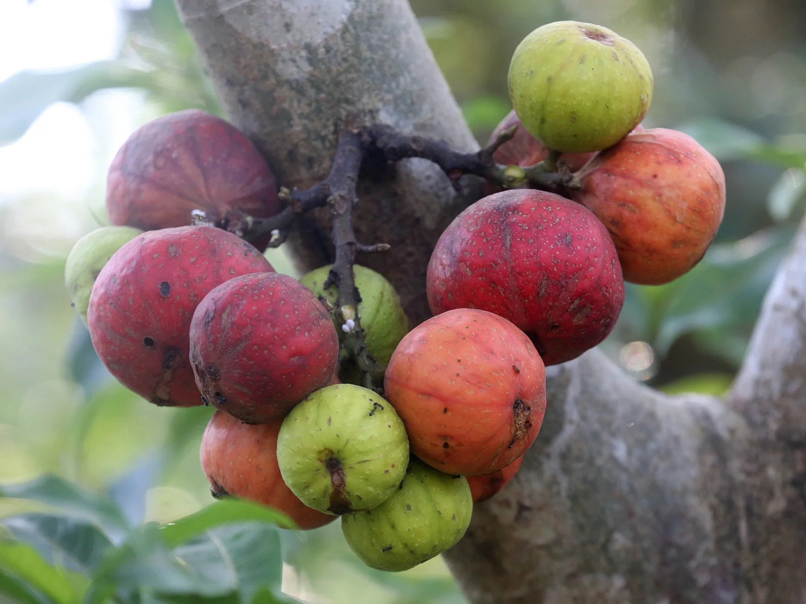 Loa (Ficus racemosa)