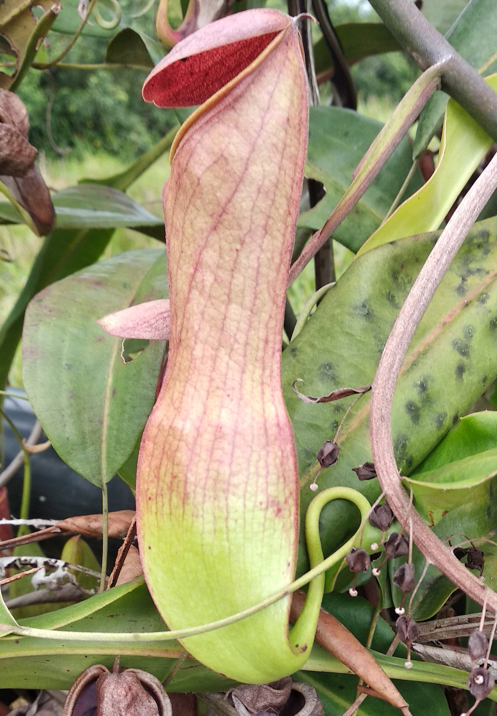 Kantong Semar (Nepenthes mirabilis)