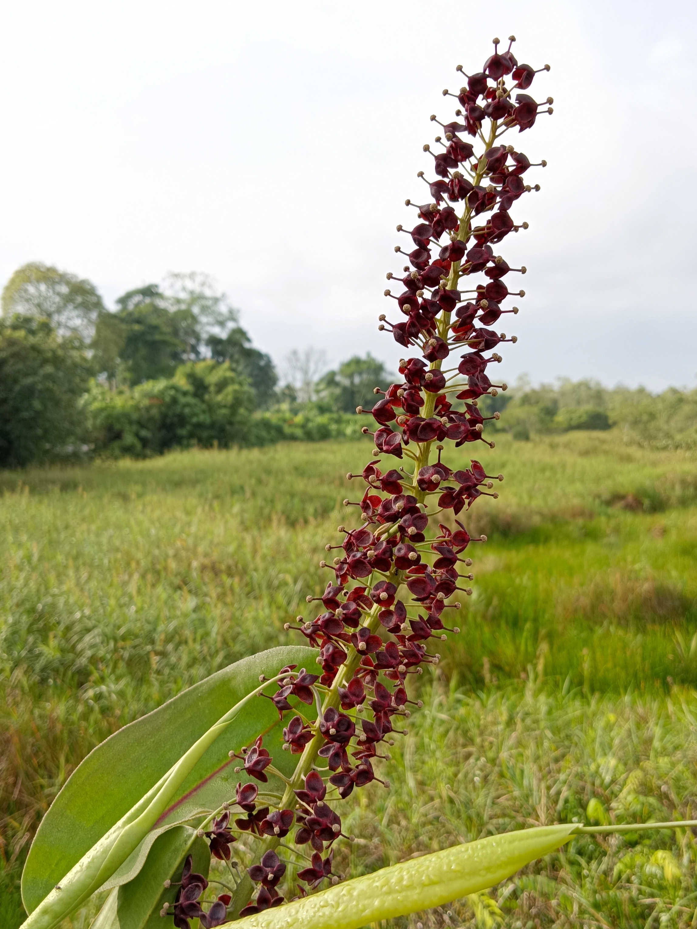 Bunga Kantong Semar (Nepenthes mirabilis)