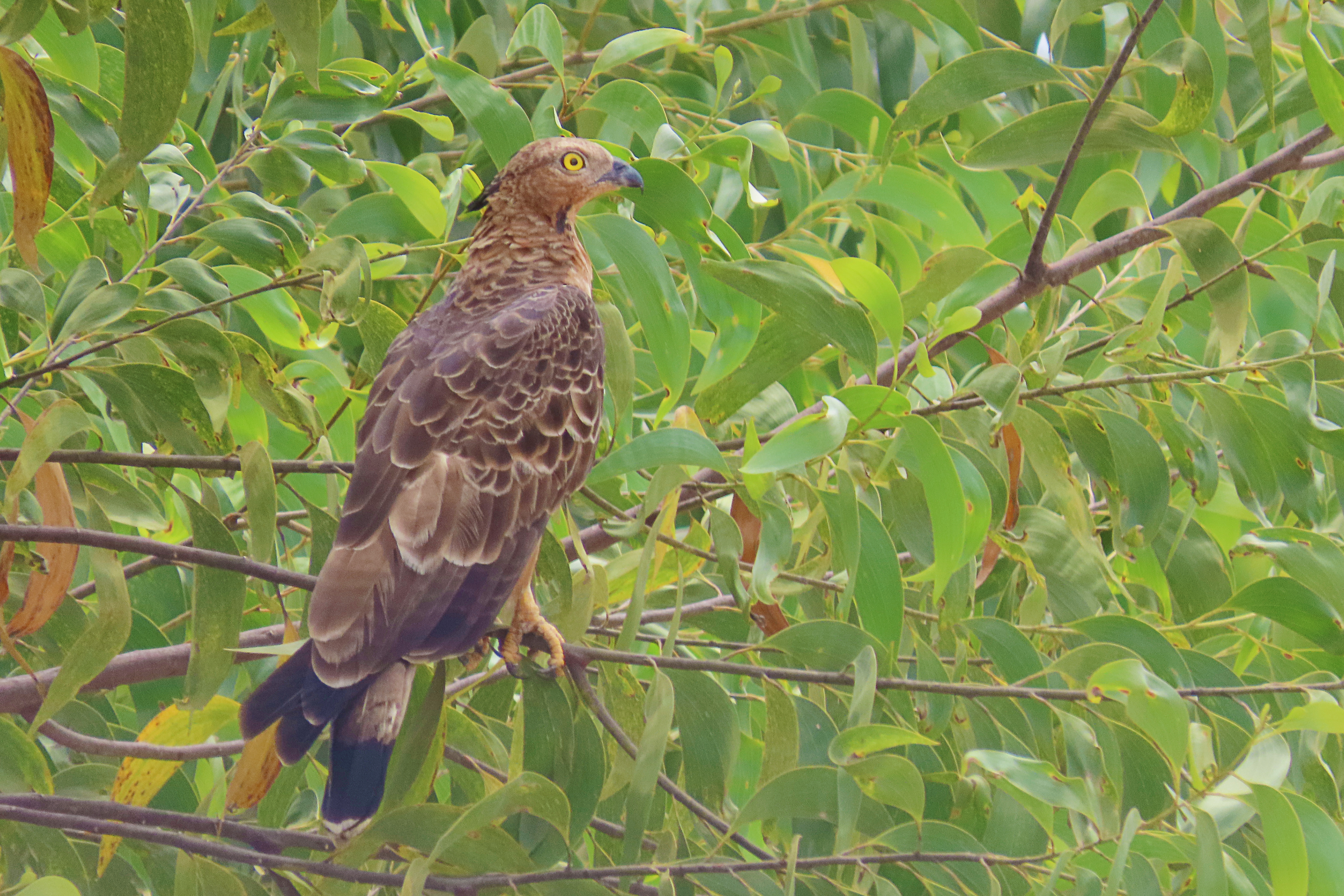 Sikep Madu Asia (Pernis ptilorhynchus)