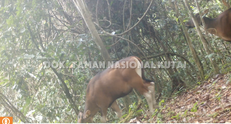 Banteng Kalimantan Betina (Bos javanicus lowi) Terekam Kamera Jebak di Taman Nasional Kutai (2024)