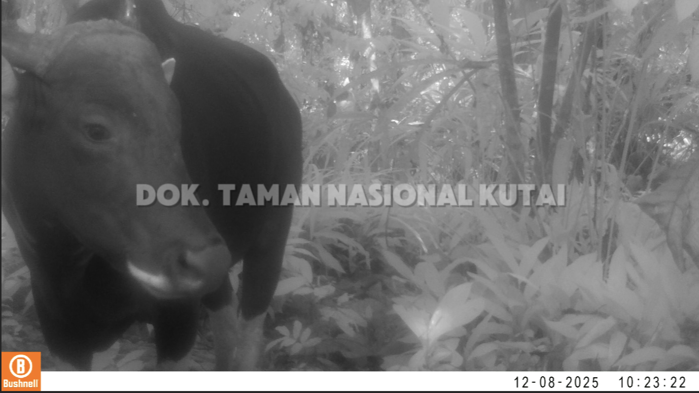 Banteng Kalimantan Jantan Dewasa di Taman Nasional Kutai