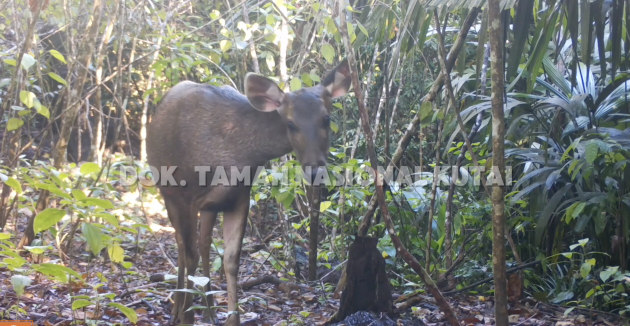 Rusa Sambar (Cervus unicolor) Betina