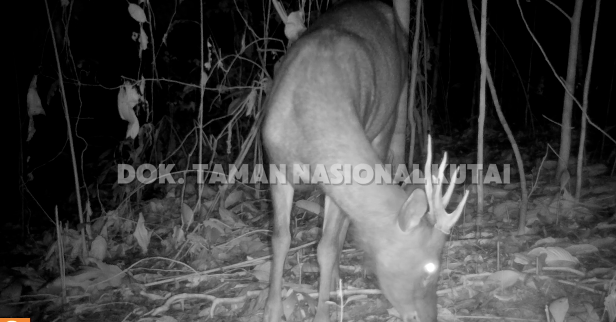 Rusa Sambar (Cervus unicolor) Jantan