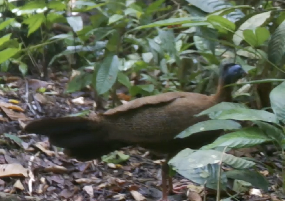 Burung kuau raja (Argusianus argus)