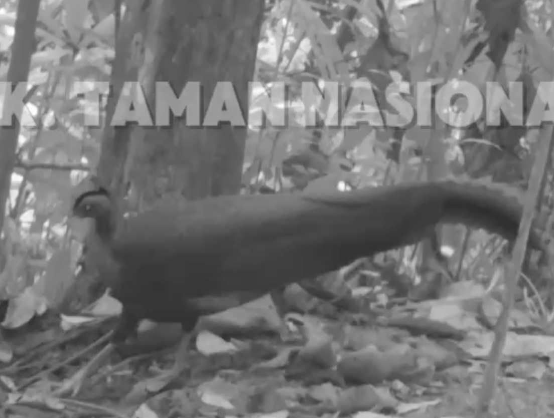 Burung kuau raja (Argusianus argus) Di Taman Nasional Kutai