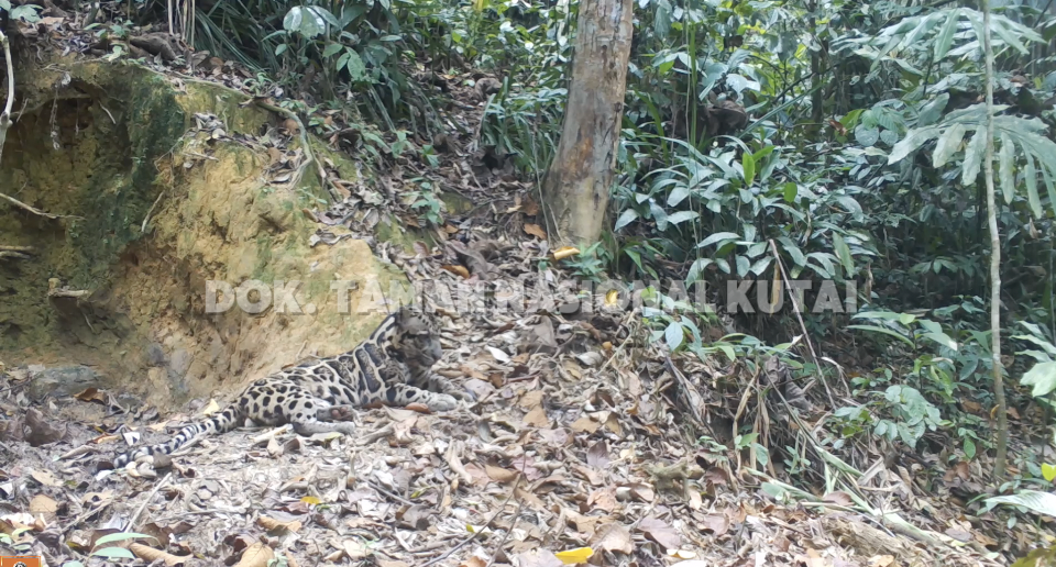Macan dahan kalimantan (Neofelis diardi)